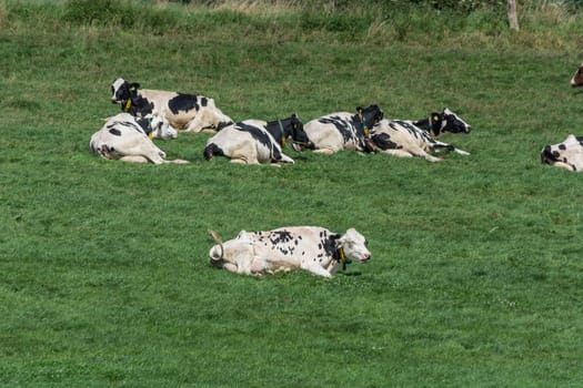 HATTINGEN, NRW, GERMANY - AUGUST 03, 2017: Meadow with cows..Cows of a dairy grazing on fields of a farm.