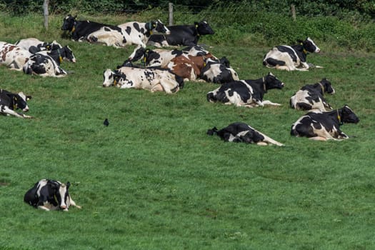 HATTINGEN, NRW, GERMANY - AUGUST 03, 2017: Meadow with cows..Cows of a dairy grazing on fields of a farm.