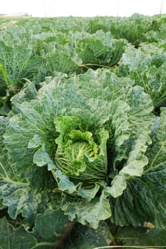 Big savoy cabbage on a coal field