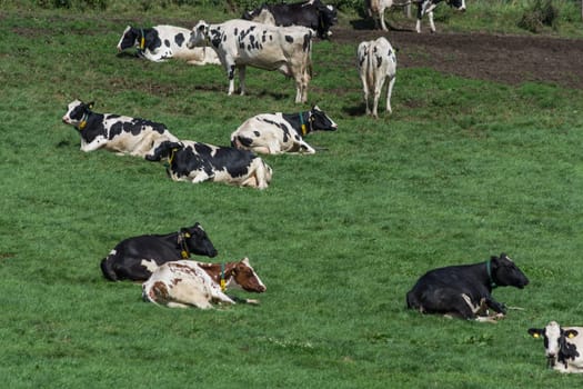 HATTINGEN, NRW, GERMANY - AUGUST 03, 2017: Meadow with cows..Cows of a dairy grazing on fields of a farm.