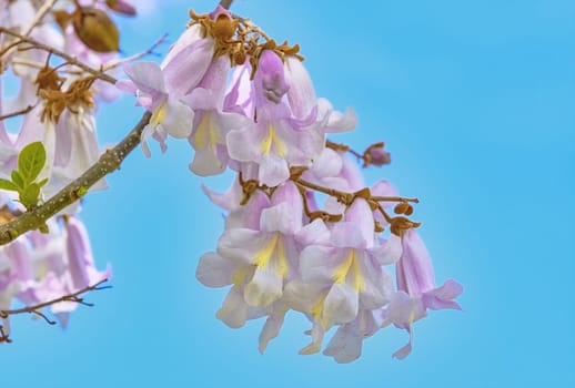 Paulownia Fortunei Flowers against the Blue Sky