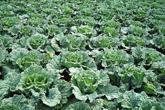 Large vegetable field with savoy cabbage