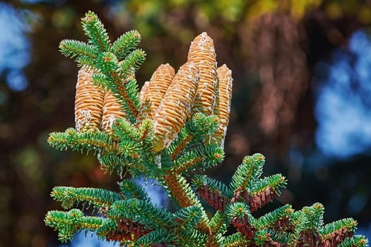 Immature Cones of Manchurian Fir Covered by Resin