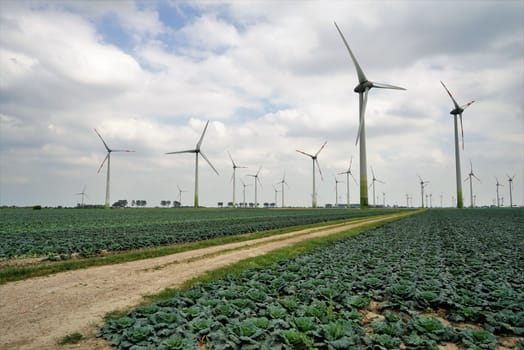 Large vegetable field with savoy cabbage