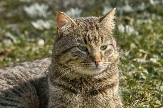 Cat on the Lawn among the White Flowers
