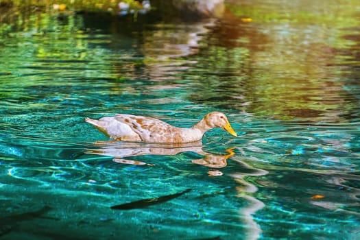 Duck on the Lake