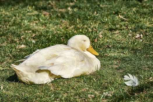 White Goose on the Grass