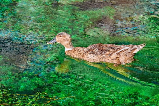 Duck on the Lake