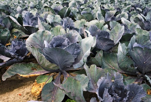 Large vegetable field with red cabbage