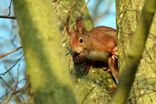 Squirrel sits with a nut in its mouth in a branch fork