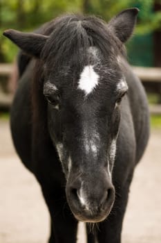 Animal portrait of sad black horse with white blot on forehead.