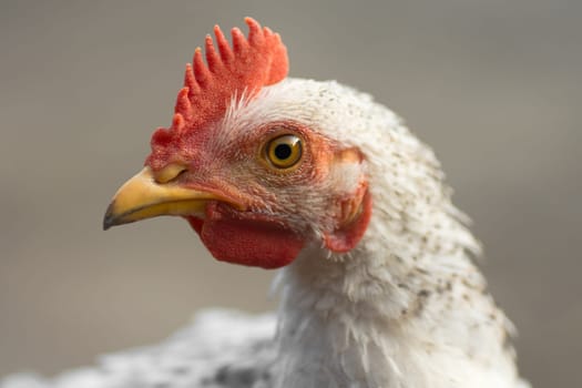 Animal portrait of white hen on gray background.
