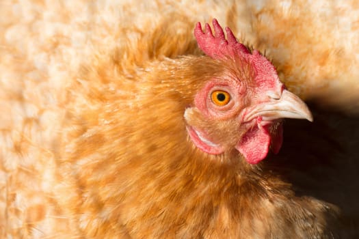 Animal portrait of red hen farm animal, poultry breeding concept.
