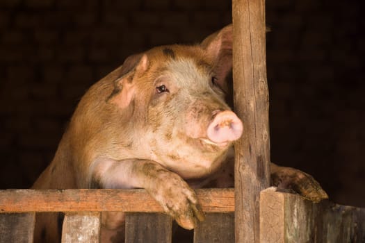 The big pig is looking from sty, swine breeding concept.