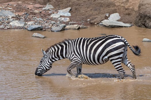 Plains zebra (Equus quagga) or horse zebra in the river,Masai Mara,Narok County,Kenya,East Africa.