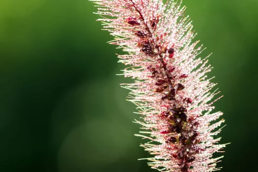 Macro photo of plant with small dew drops on green background.