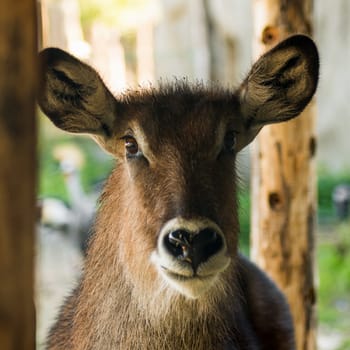 Animal portrait of antelope looking at camera.