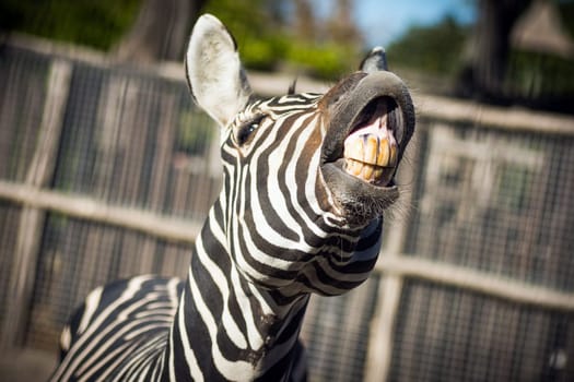 The zebra is showing his yellow teeth in camera, funny animal.