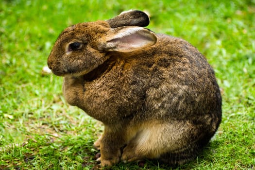 The hare or rabbit is sitting in the green grass.