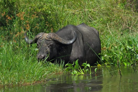 A Cape Buffalo is feeding in the Nile river in Murchison Falls National Park Uganda