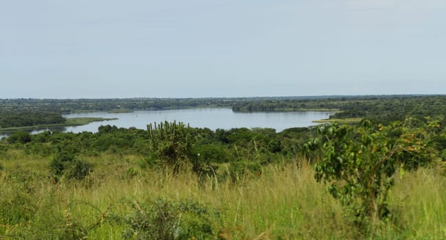 Looking out across a green jungle at the Nile river start in Murchison Falls National Park, Uganda