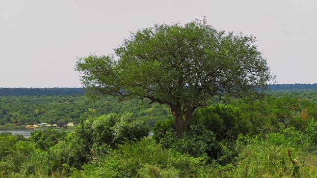 A large tree growing out of the jungle in Murchison Falls National Park, Uganda. In the distance the shore where the ferry terminal is located can be seen.