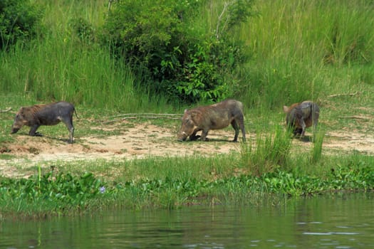 A trio of Warthogs kneel to graze along the Nile river in Murchison Falls National Park, Uganda.