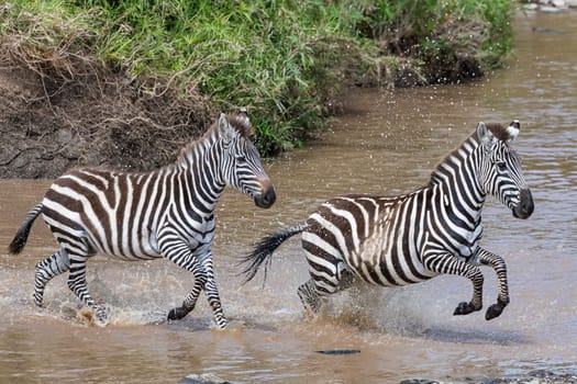 Plains zebra (Equus quagga) or horse zebra crossing the river,Masai Mara,Narok County,Kenya,East Africa.