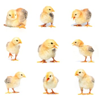 Collage of beautiful little chickens