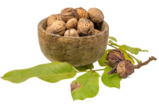 Walnuts lie in an antique wooden bowl, decorated with walnut branch and leaves, isolated on white