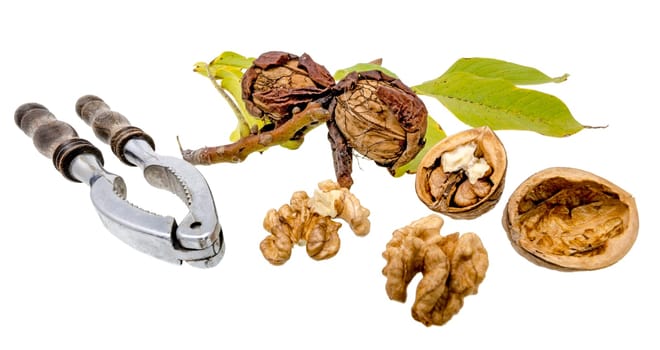 Walnuts and nutcracker with fresh walnuts on the branch and green leaves, isolated on white