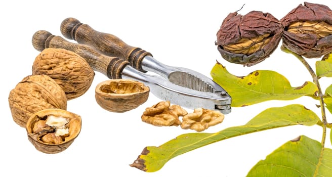 Walnuts and nutcracker with fresh walnuts on the branch and green leaves, isolated on white