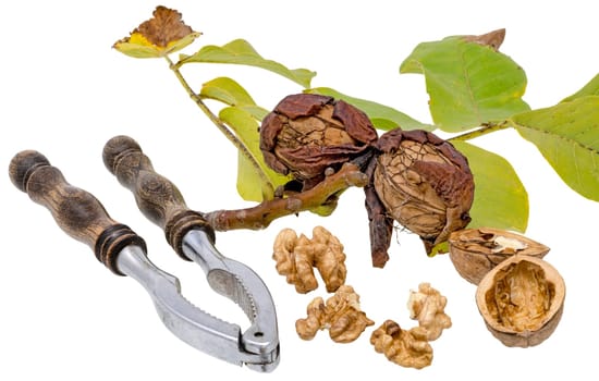 Walnuts and nutcracker with fresh walnuts on the branch and green leaves, isolated on white