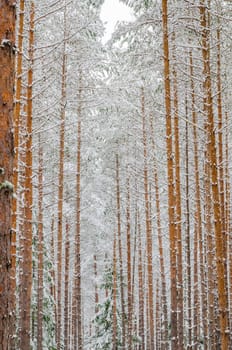 Trunks of pine trees in the forest after snowfall, close-up
