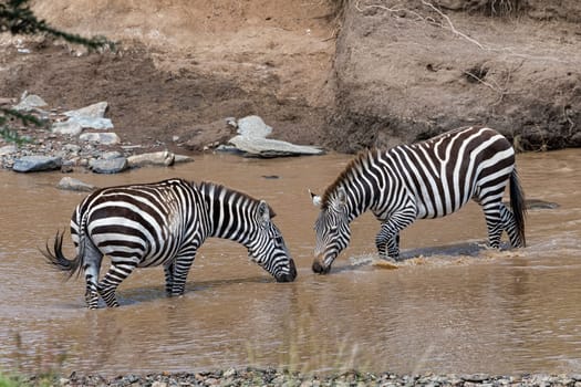 Plains zebra (Equus quagga) or horse zebra in the river,Masai Mara,Narok County,Kenya,East Africa.