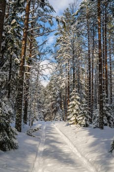 The road through the beautiful coniferous snowy forest