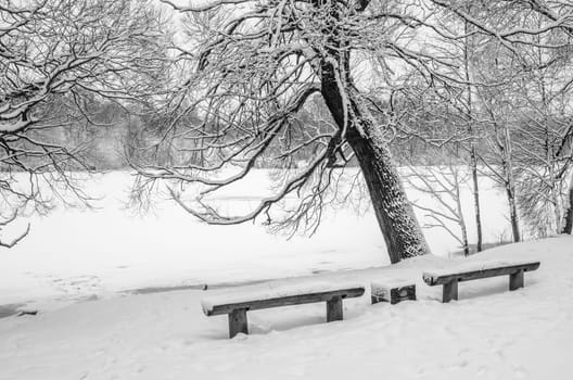 Snow-covered park by the river, close-up