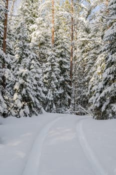 The road through the beautiful coniferous snowy forest