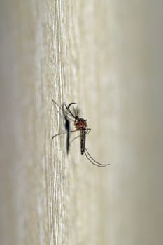 A male mosquito. A mosquito male