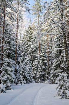 The road through the beautiful coniferous snowy forest
