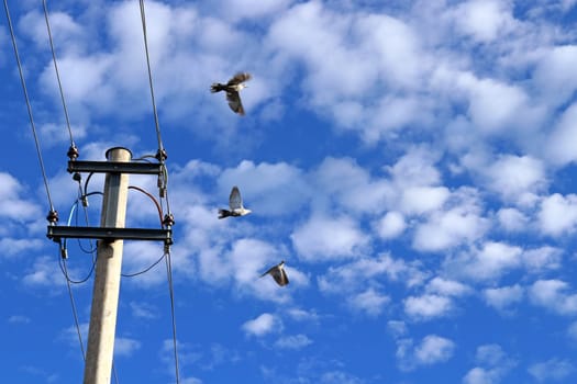 Three pigeons fly from a power pole to the blue skies. Animals and electricity