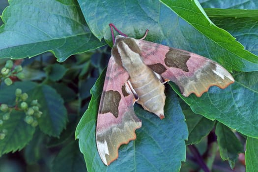 Macro image Linden hawkmoth Mimas tiliae