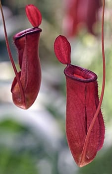 Insectivorous pitcher plant Nepenthes