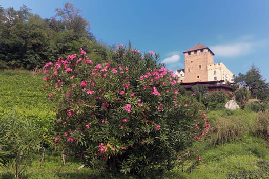 Oleander blooms in front of Korb Castle near Appiano in South Tyrol