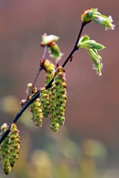 The flower kittens of a hornbeam Carpinus betulus