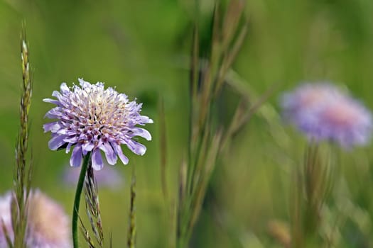 Field widow flower Knautia arvensis on the Amolterer Heide
