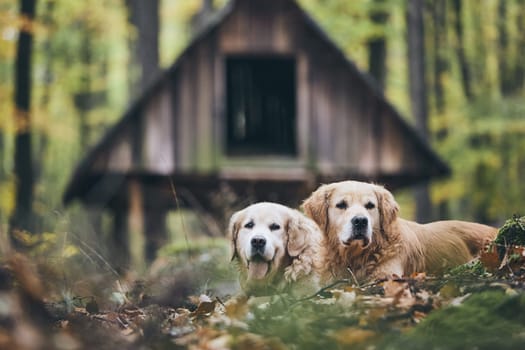 Two purebred golden retriever in autumn forest. Couple of old dogs lying in dry leaves.