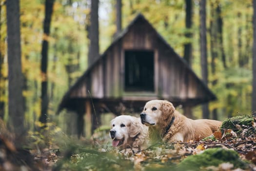 Two purebred golden retriever in autumn forest. Couple of old dogs lying in dry leaves.