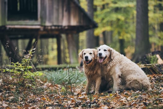 Two purebred golden retriever in autumn forest. Couple of old dogs sitting in dry leaves.