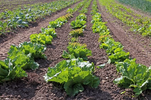 Batavia salad onions and kohlrabi on an organic farm